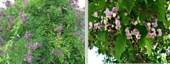 Miletia japońska (letnia wisteria)